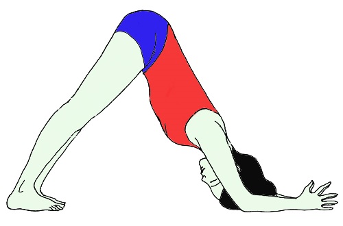 How to Do Sirsasana: 14 Steps (with Pictures) - wikiHow