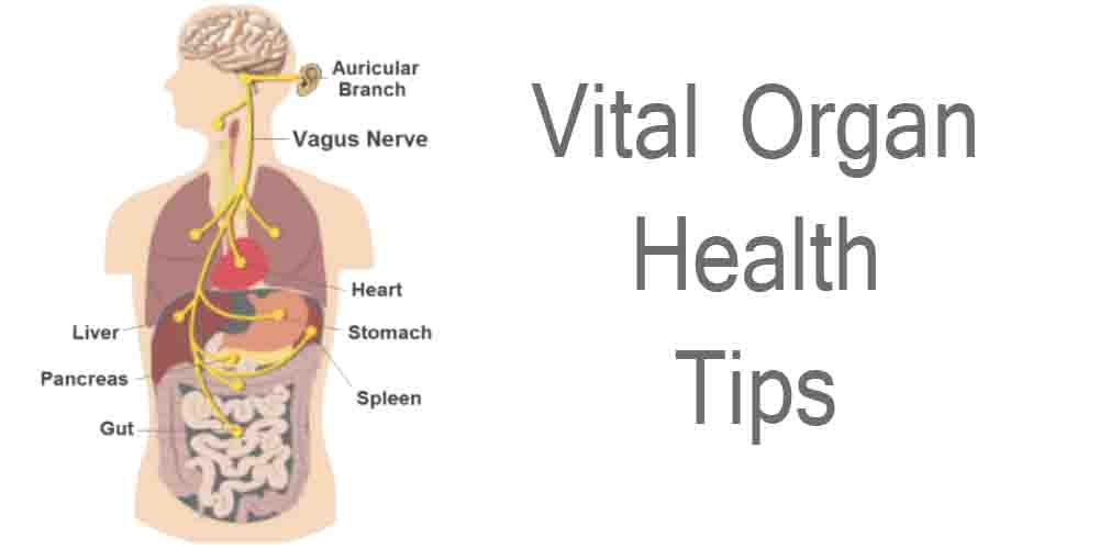Vital Organ Health Tips